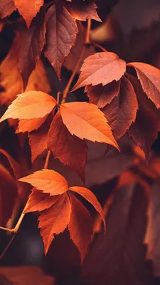 Картинки осень на заставку телефона (100 фото) • Прикольные картинки и  позитив | Осенний пейзаж, Пейзажи, Фотография природы