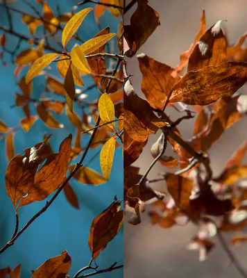 Осень обои на телефон - фото и картинки: 67 штук