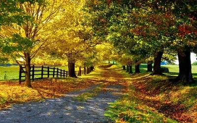 leaves, autumn, fence, road, nature - wallpaper #69298 (1920x1200px) on  Wallls.com