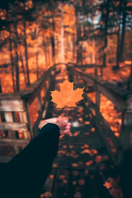 Download wallpaper 3840x5760 leaf, maple, autumn, hand hd background