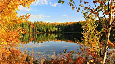 Скачать обои и картинки осень, листья, деревья, вода, отражение для  рабочего стола в разрешении 2048x1152