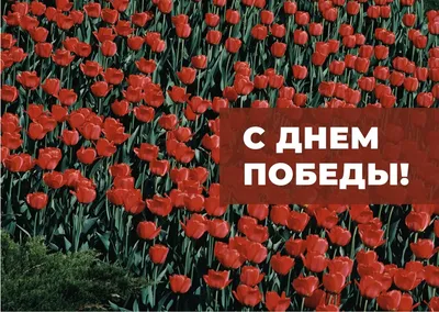 РАЗВИТИЕ РЕБЕНКА: Открытки с 9 мая — День Победы