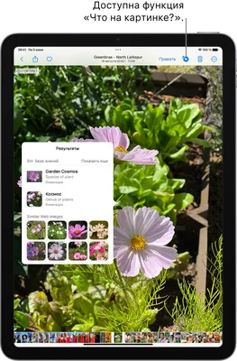 Использование функции «Что на картинке?» для распознавания объектов на фото  и видео на iPhone - Служба поддержки Apple (RU)