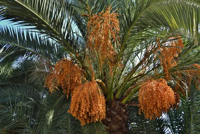 Гигантская финиковая пальма , купить за 342 575 ₽ | в интернет-магазине  Леомебель