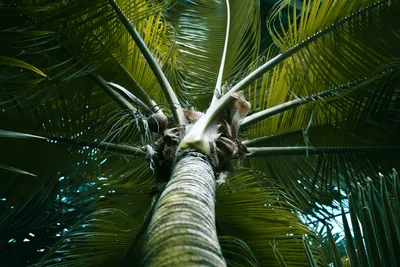 Картинка пальма в png на прозрачном фоне