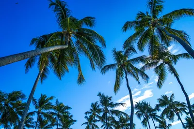 Фотообои Море пальмы купить на стену • Эко Обои