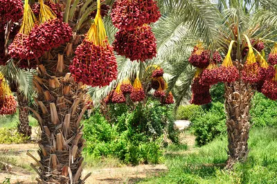 В Сочи могут погибнуть все пальмы, ставшие одним символов курорта -  Российская газета
