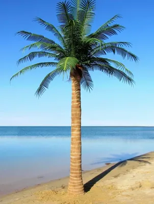 Пальма райская искусственная H150 см (арт. 8EEG11709) - купить за 38 938 ₽  в интернет-магазине Гарден Гров