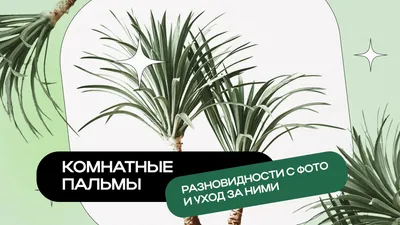Финиковая пальма Новая 10.071405 – купить в Москве