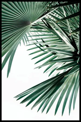 Растут ли в Анапе пальмы? | Весточка с юга☀ | Дзен