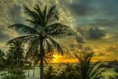 Море пляж пальмы (68 фото) - 67 фото