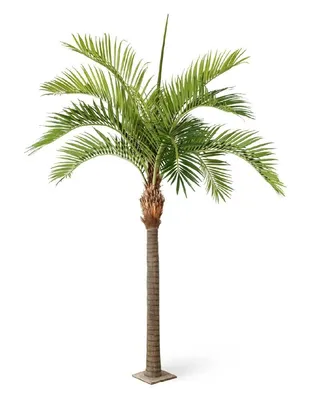 Красивые пальмы, кусты и тропы на предпосылке голубого неба и яркого солнца  Стоковое Фото - изображение насчитывающей листво, пуща: 101830632