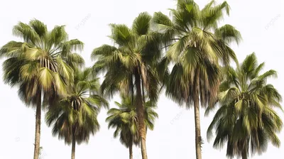 Пальмы в Флориде стоковое фото. изображение насчитывающей флорида -  137698374