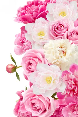 Фотографии Розы пион цветок вблизи белом фоне 2400x3600
