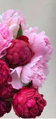 Обои телефон iphone красивые пионы | Flower aesthetic, Flowers photography,  Lovely flowers wallpaper