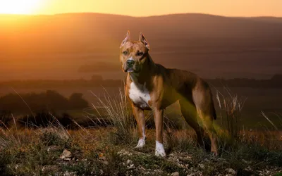 Скачать обои Pit Bull, sunset, brown pitbull, dogs, Pit Bull Terrier,  mountains, pets, Pit Bull Dog для монитора с разрешением 1920x1200.  Картинки на рабочий стол