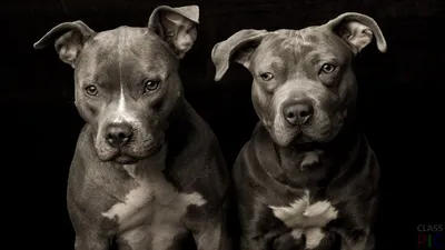 fürmehrrealitätaufinstagram ... | Staffy dog, Black pitbull, Animals and  pets