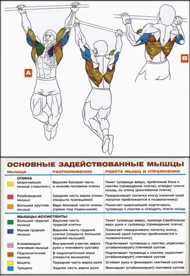 Подтягивания на перекладине - техника выполнения упражнения, как правильно  выполнять упражнение