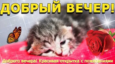 Открытка добрый вечер с котом и пожеланиями