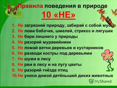 Занятие 7. Безопасный отдых. В лесу — Детская Школа Искусств №6