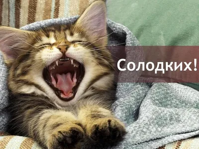 Спати час! | Funny, Good morning, Cats