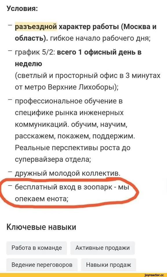 «Енот в худи: чудо или шутка?» — создано в Шедевруме