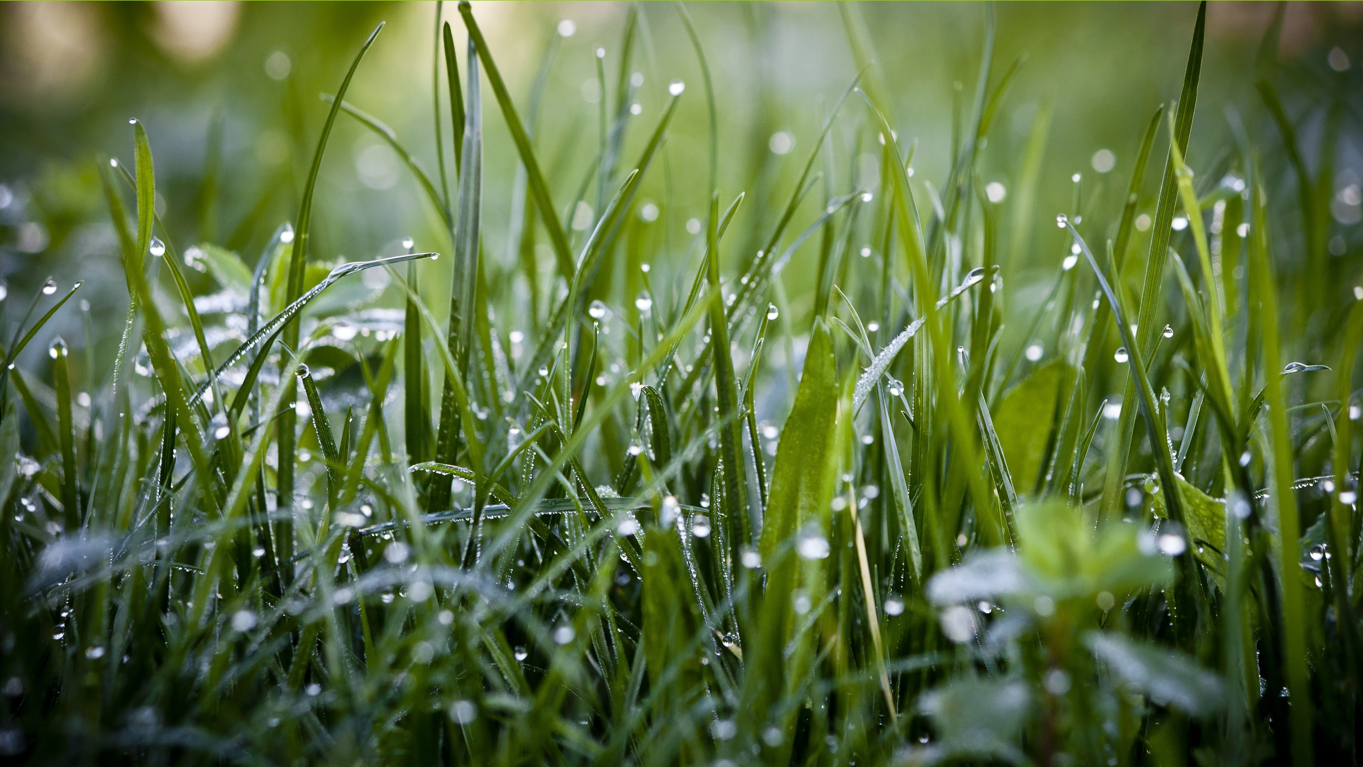 Роса на траве тире. Трава. Трава после дождя. Свежесть утра.