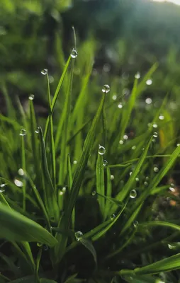 Роса на траве (105 фото) - 105 фото