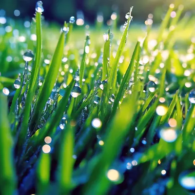 Утренняя роса на траве — Фото №1438961
