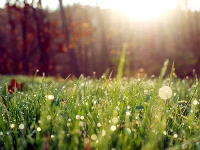 Капли росы на траве стоковое фото. изображение насчитывающей роса -  102582978