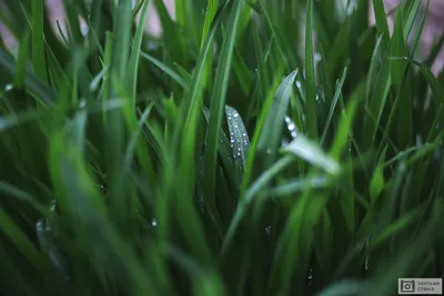 Роса на траве — Фото №89415