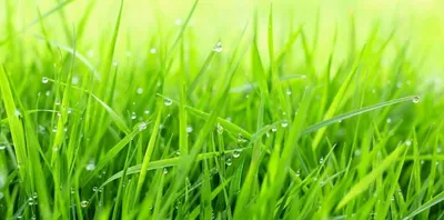 Капли росы на траве фон зеленый, роса, трава, фон фон картинки и Фото для  бесплатной загрузки