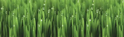 Утренняя роса на траве. Stock Photo | Adobe Stock