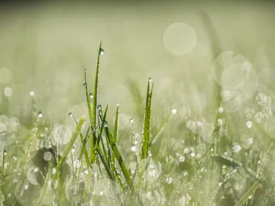 роса на траве стоковое изображение. изображение насчитывающей дождь -  219723763