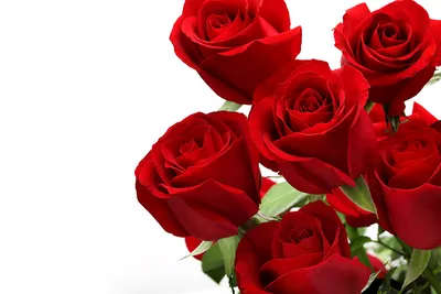 Красивые красные розы и лепестки на белом фоне :: Стоковая фотография ::  Pixel-Shot Studio