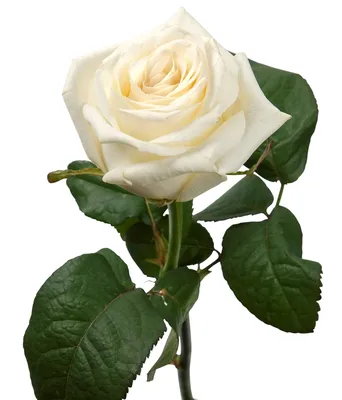 Картина по номерам Strateg ПРЕМИУМ Розовые розы на белом фоне с лак...