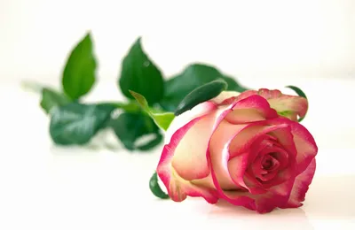 розовая роза на белом фоне, цветок, счастливый, розовый цветок фон картинки  и Фото для бесплатной загрузки
