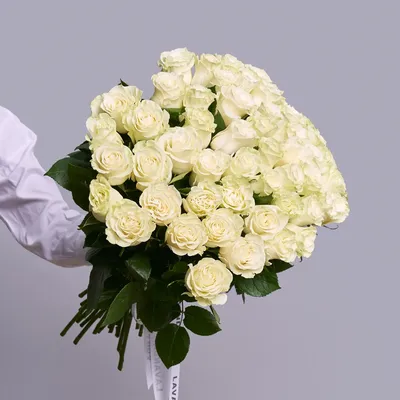 Фотообои Пышные розы на белом фоне на стену. Купить фотообои Пышные розы на белом  фоне в интернет-магазине WallArt