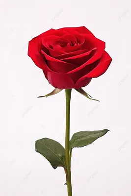 Фото Букеты Розы Цветы белом фоне