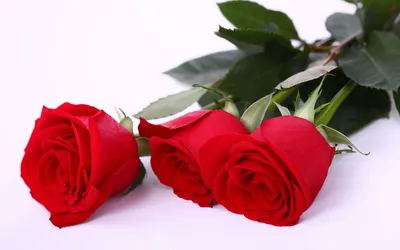 Фотообои Нежные розы на белом фоне на стену. Купить фотообои Нежные розы на белом  фоне в интернет-магазине WallArt