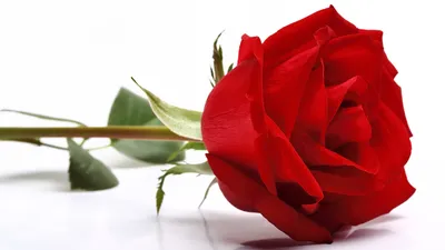 Ткань хлопковая \"Розы\" на белом фоне №1288 (ID#843377038), цена: 109.20 ₴,  купить на Prom.ua