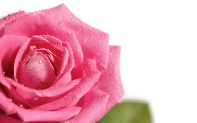 Букет роз на прозрачном фоне - 73 фото