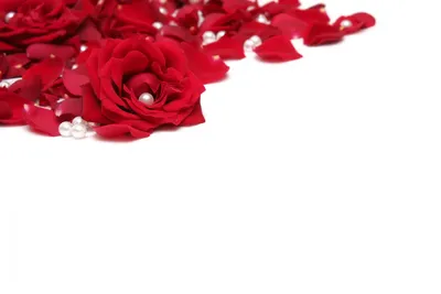 Розы на белом фоне (181 фото) » ФОНОВАЯ ГАЛЕРЕЯ КАТЕРИНЫ АСКВИТ