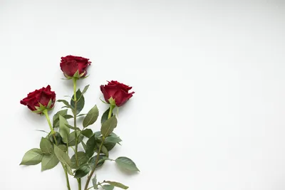 Красные розы на белом фоне · Бесплатные стоковые фото
