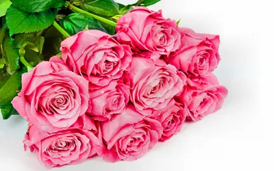 Красные розы на белом фоне картинки красивые (156 фото) » ФОНОВАЯ ГАЛЕРЕЯ  КАТЕРИНЫ АСКВИТ