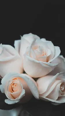 Фото Букеты Розы цветок вблизи белом фоне 3840x2400