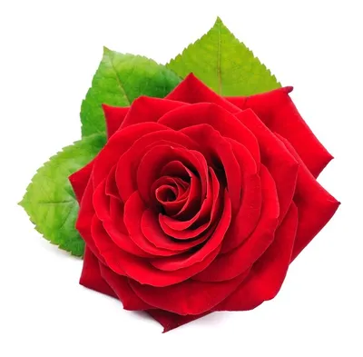 Розы на белом фоне, фон для поздравительной открытки - обои для рабочего  стола, картинки, фото