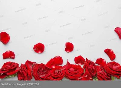 Скинали №6750 - Розы на белом фоне - фартук для кухни в Москве