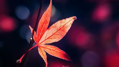 Фон рабочего стола где видно красный лист клена, осень, макро, красивые обои