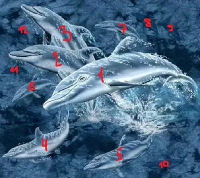 Сколько дельфинов на картинке? | Тестики. | Дзен